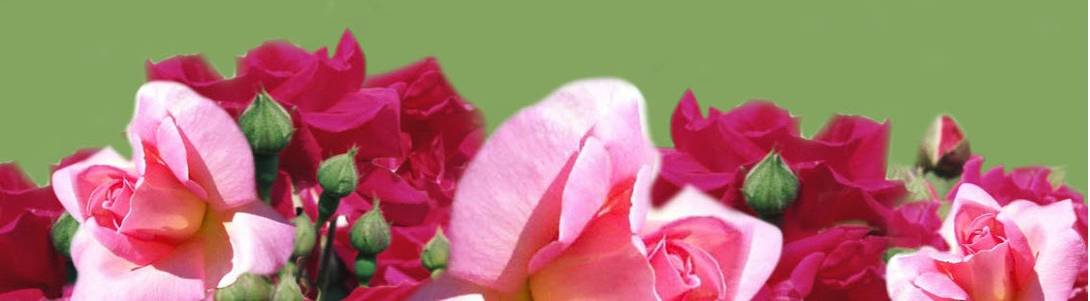 Bible Annual Sabbaths